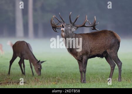 Red deer Stockfoto