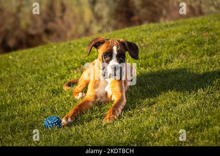 Schöner Boxerhund sitzt im bunten Herbstgras. Stockfoto