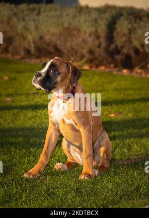 Schöner Boxerhund sitzt im bunten Herbstgras. Stockfoto