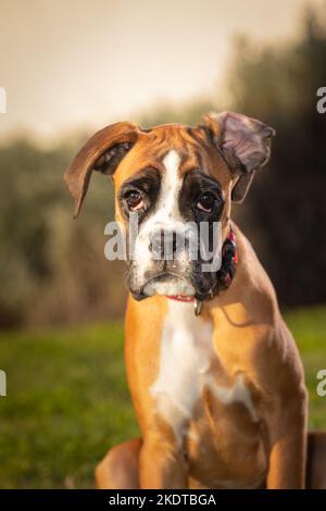 Schöner Boxerhund sitzt im bunten Herbstgras. Stockfoto