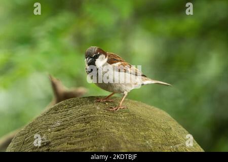 Ein männlicher eurasischer Haussparrow Passer domesticus-gewöhnlicher Sitzvogel auf einem Baumstamm Stockfoto