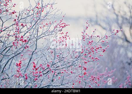 Winterberry oder die Laub-Ilex verticillata bedeckt mit Reif. Stockfoto