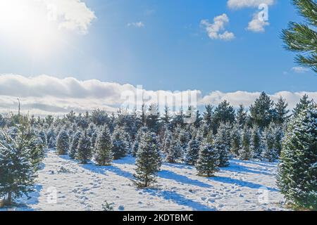 Reihen von Balsamtannen in einer Weihnachtsbaumfarm. Stockfoto