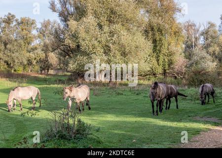 Herde polnischer Konik-Pferde frei auf grünem Gras im Eijsder Beemden Nature Reserve, Bäume im Hintergrund, dicke Mähne und graues Fell, sonniges Autu Stockfoto