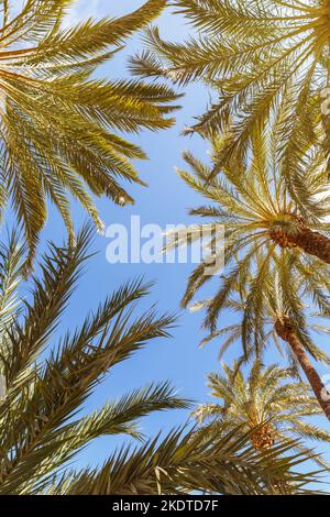 Alicante, Spanien - 15. Februar 2022: Palmen Hintergrund Palmenbaum Alacant Urlaub Urlaub Porträt In Alicante, Spanien. Stockfoto