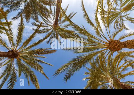 Alicante, Spanien - 15. Februar 2022: Palm Hintergrund Palm Alacant Urlaub Urlaub In Alicante, Spanien. Stockfoto