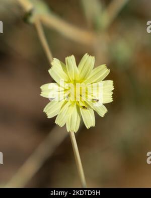 Kleine Insekten auf einer gelben Blume Stockfoto