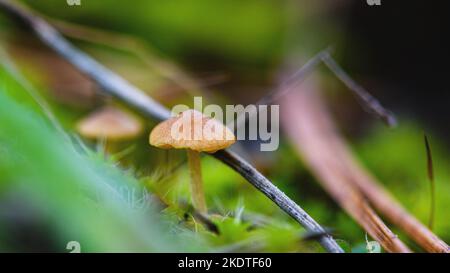 Nahaufnahme eines giftigen Pilzes im Wald vor dem Hintergrund von Gras Stockfoto