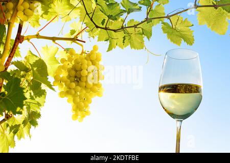 Glas mit Weißwein und Weinreben am blauen Himmel Stockfoto