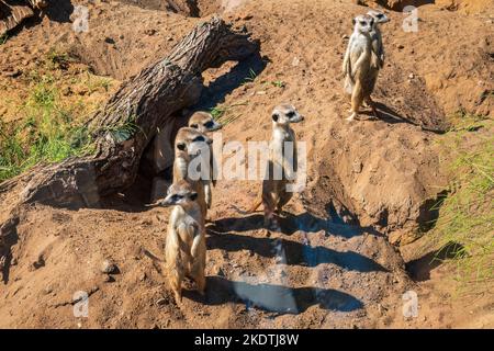 Eine Gruppe von vier Erdmännchen, die auf einem Hügel stehen und die Morgensonne genießen und auf Feinde achten. Erdmännchen, die auf Hinterbeinen stehen, mit wachsames Gesichtsausdruck. Stockfoto