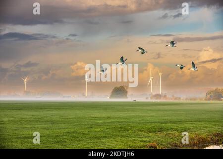 Typisch holländische Polderlandschaft im Groene Hart der Randstad mit grünen Wiesen nebliger Horizont mit fliegenden Graugänsen, Anser anser, Stockfoto