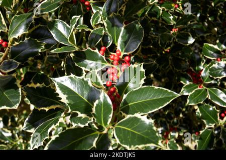 Ilex Aquifolium Silber gefärbte Stechpalme mit roten Beeren im Winter derry londonderry Northern ireland uk Stockfoto