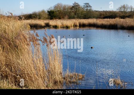Schilfrohr (Phragmites australis) steht blühend, umsäumend ein Feuchtgebiet Pool, WWT Arundel, Sussex, UK, Februar. Stockfoto