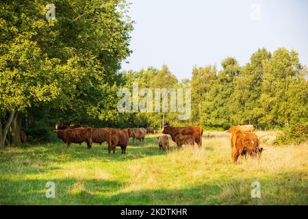 Landschaftsschutzgebiet Eextveld auf dem Hondsrug in der niederländischen Provinz Drenthe mit Herde freirangiger schottischer Highlander-Kühe mit ausgewachsenen Rindern Stockfoto