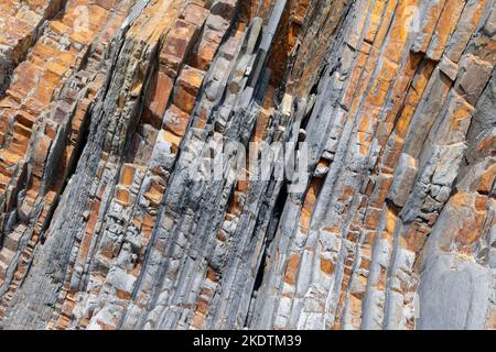 Verdrehte, deformierte Sandstein-, Schlammstein- und Siltstone-Gesteinsschichten in Küstenklippen, Sandymouth Bay, nahe Bude, Nord-Cornwall, Großbritannien, Juli 2022. Stockfoto