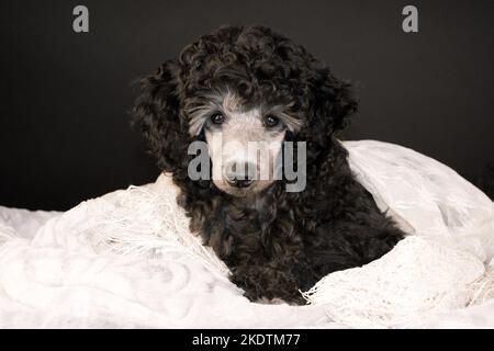 Standard Poodle-Hochformat Stockfoto