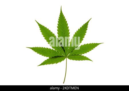 Grüne Cannabisblätter isoliert auf weißem Hintergrund. Anbau von medizinischem Marihuana. Horizontales Foto. Stockfoto