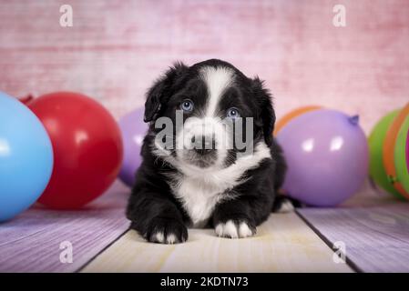 liegenden Miniature Australian Shepherd Stockfoto