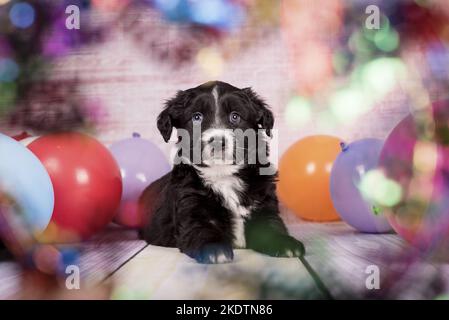 liegenden Miniature Australian Shepherd Stockfoto