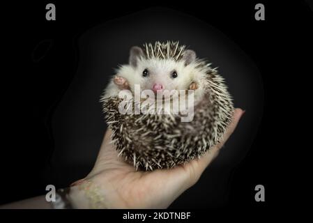 Mensch mit afrikanischem Pygmäen-Igel Stockfoto