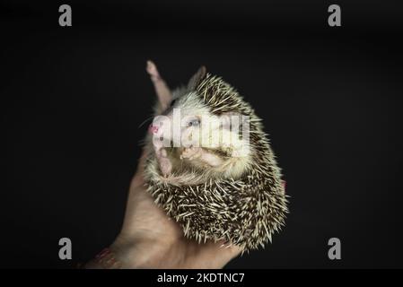 Mensch mit afrikanischem Pygmäen-Igel Stockfoto