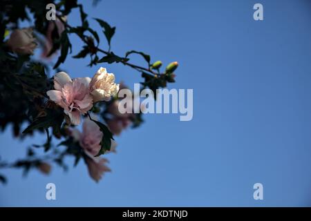 Hibiskuspflanze in Blüte mit klarem Himmel als Hintergrund Stockfoto