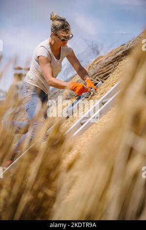 Bild von Jim Wileman - Jane Rush, aufgenommen auf der Lower Jurston Farm, in der Nähe von Chagford, Devon. Jane stroht auf ihrem eigenen Dach. Stockfoto