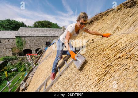 Bild von Jim Wileman - Jane Rush, aufgenommen auf der Lower Jurston Farm, in der Nähe von Chagford, Devon. Jane stroht auf ihrem eigenen Dach. Stockfoto