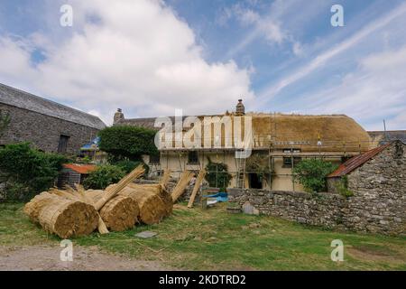 Bild von Jim Wileman - Jane Rush, aufgenommen auf der Lower Jurston Farm, in der Nähe von Chagford, Devon. Jane stroht auf ihrem eigenen Dach. Stockfoto