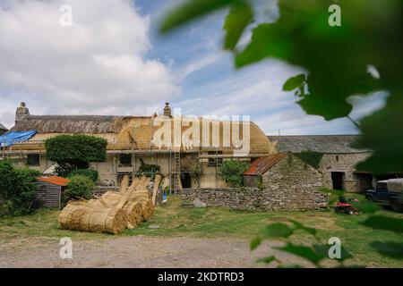 Bild von Jim Wileman - Jane Rush, aufgenommen auf der Lower Jurston Farm, in der Nähe von Chagford, Devon. Jane stroht auf ihrem eigenen Dach. Stockfoto