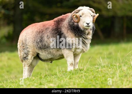 Ein feines Herdwick RAM oder männliches Schaf im Herbst, das vorne mit lockigen Hörnern und rot auf seinem Rücken markiert ist. Nahaufnahme. Horizontal. Speicherplatz kopieren Stockfoto