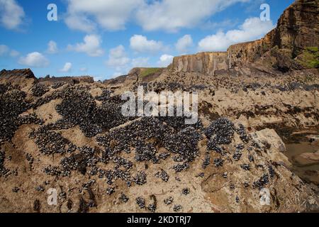 Muschel Mytilus edulis auf Sandstein- und Muststeingestein, Bude, Cornwall, England, UK, August 2018 Stockfoto