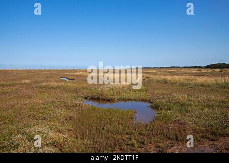 Pools und Common Sea-Lavendel Limonium vulgare mit Blackeney Beyond, Stiffkey Salt Marshes, Norfolk, England, Großbritannien, August 2018 Stockfoto