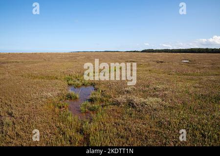 Pools und Common Sea-Lavendel Limonium vulgare mit Blackeney Beyond, Stiffkey Salt Marshes, Norfolk, England, Großbritannien, August 2018 Stockfoto