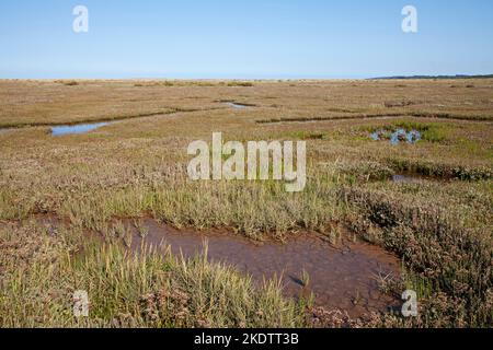 Pools und Common Sea-Lavendel Limonium vulgare mit Blackeney Beyond, Stiffkey Salt Marshes, Norfolk, England, Großbritannien, August 2018 Stockfoto