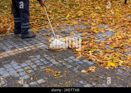 Ein Rechen, der im Herbst gefallene Blätter von Bäumen sammelt. Gelbe Blätter Stockfoto