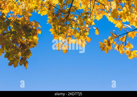 Fallen gelbe Ahornblätter in den blauen Himmel.Herbstlaub gegen den Himmel.Sonne scheint am Himmel unter Baumkronen im Park. Herbstlandschaft. Hell Stockfoto