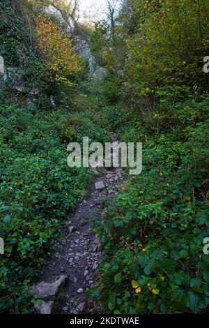 Naturlehrpfad durch Wälder und Kalksteinfelsen, Ebbor Gorge National Nature Reserve, Mendip Hills, Somerset, England, Großbritannien, Oktober 2018 Stockfoto