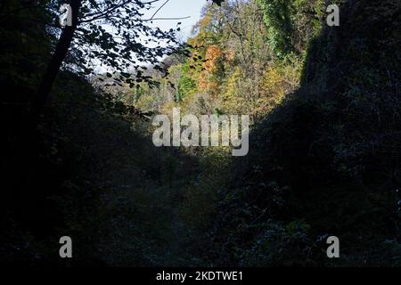 Naturlehrpfad durch Wälder und Kalksteinfelsen, Ebbor Gorge National Nature Reserve, Mendip Hills, Somerset, England, Großbritannien, Oktober 2018 Stockfoto