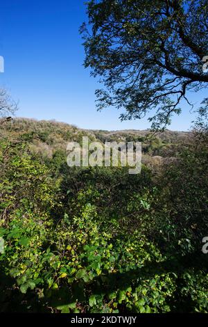 Hopewood Valley Wald mit den Kalksteinfelsen der Ebbor Gorge im Hintergrund, Ebbor Gorge National Nature Reserve, Mendip Hills, Somerset, England, Großbritannien, Octob Stockfoto