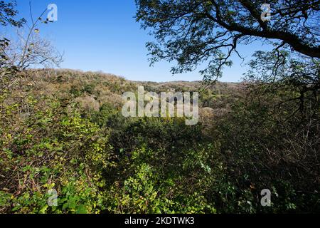 Hopewood Valley Wald mit den Kalksteinfelsen der Ebbor Gorge im Hintergrund, Ebbor Gorge National Nature Reserve, Mendip Hills, Somerset, England, Großbritannien, Octob Stockfoto