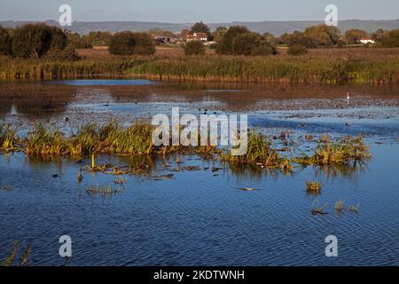 Pool und Wildvögel aus dem Avalon Hide, Ham Wall RSPB Reserve, Teil der Avalon Marshes, Somerset Levels, England. Großbritannien, Oktober 2018 Stockfoto