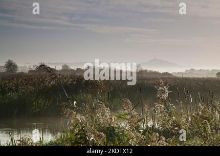 Nebliger Sonnenaufgang über dem Bett und den Pools mit Glastonbury Tor Beyond, Ham Wall RSPB Reserve, Avalon Marshes, Somerset Levels, England, Großbritannien, Oktober 2018 Stockfoto