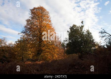 Buche Fagus sylvatica und Holly Ilex aquifolium im Herbst, Burley Walk, New Forest National Park, Hampshire, England, Großbritannien, November 2018 Stockfoto