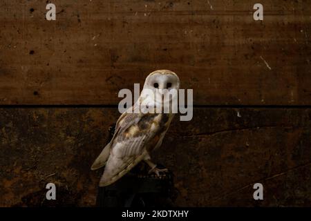 Stalleule (Tyto alba) in der Scheune. Selektiver Fokus Stockfoto