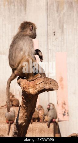 hamadryas Pavian sitzt auf dem Baum Stockfoto