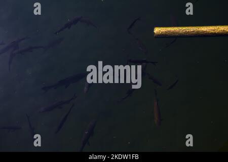 Schwarze Koi-Karpfen in einem Teich und einer Pfeife Stockfoto