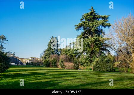 02-22-2014 Mailand, Italien. Junge Männer im Park Sempione in sonnigen Tag Ende Februar und erstaunliche Nadelbäume: Himalaya Zedernbaum und Kiefern und g Stockfoto