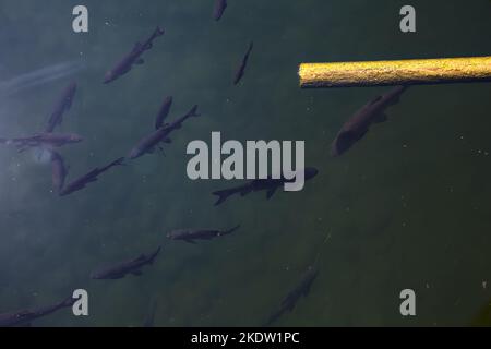 Schwarze Koi-Karpfen in einem Teich und einer Pfeife Stockfoto