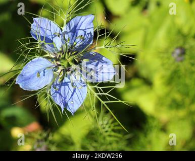 Nigella damascena. Allgemein bekannt als Love-in-a-Mist. Zarte blaue Blüten im Sommer. Stockfoto